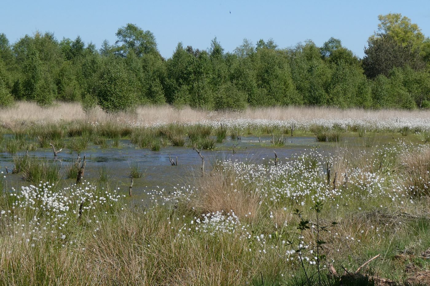 Köningsmoor zur Wollgrasblüte