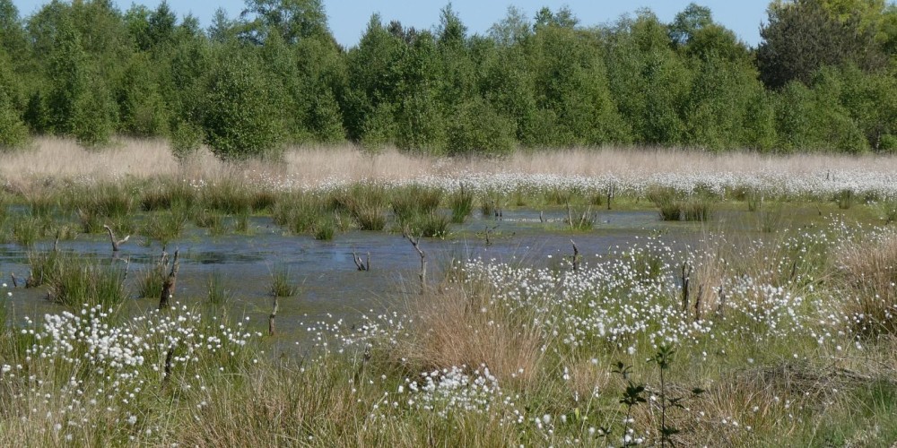 Köningsmoor zur Wollgrasblüte