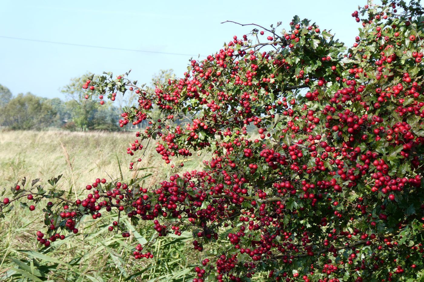 Dorum - Cappel, in der Wurster Nordseekküste