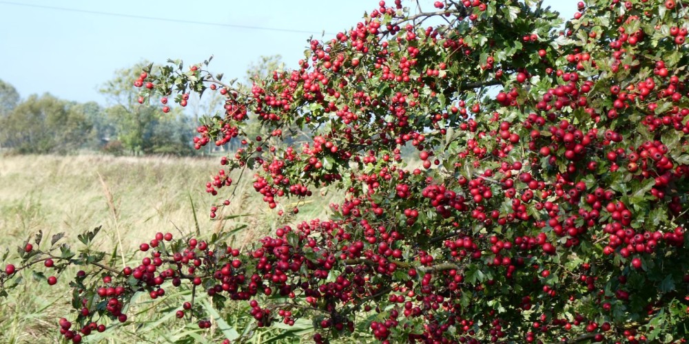 Dorum - Cappel, in der Wurster Nordseekküste